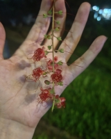 温柔小甜甜的照片