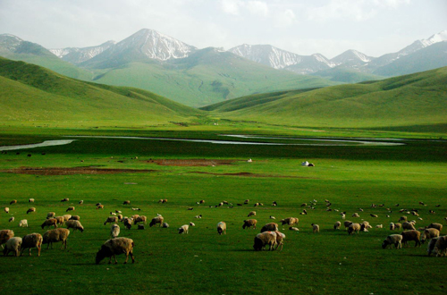 新疆五月天