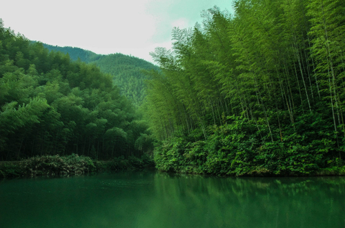 木坑竹海—安徽黄山