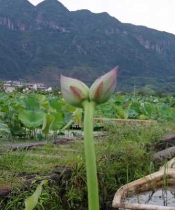 孤独者yw99的头像