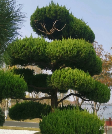 阿轩的头像