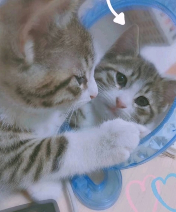 一只小迷糊的头像