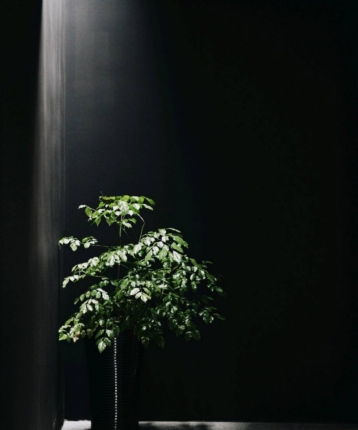 打薛定谔的猫的头像