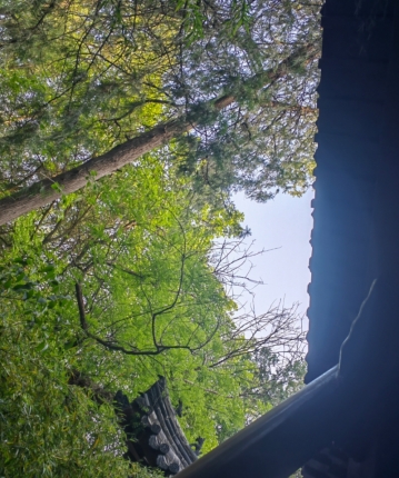 东台哥哥的头像