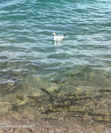 随风入夜梦难寻的头像