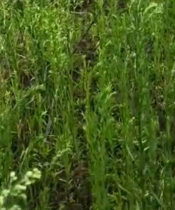 刘哥Qwert的头像