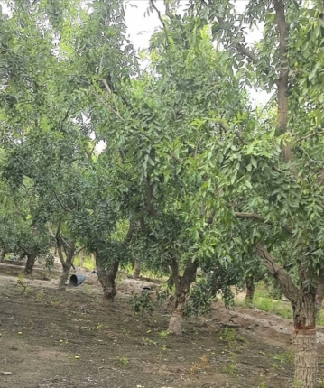 大漠孤烟直的头像