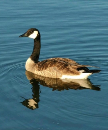 古藤老树的头像