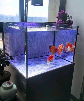 会飞的鱼99的头像