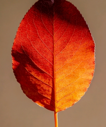 今夜月色的头像