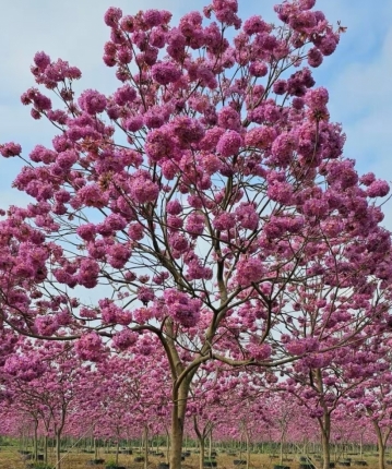 虾米电台的头像