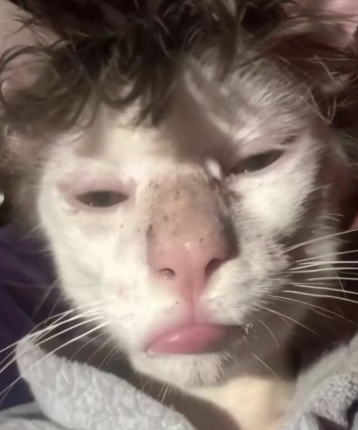 霸王龙爸爸的头像