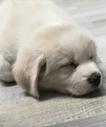 塔纳托斯的头像