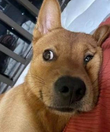 天天天天都需要的头像