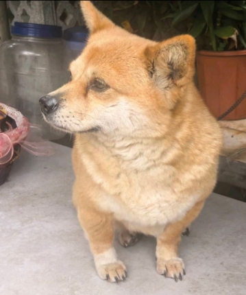 蒲公英飞舞的头像