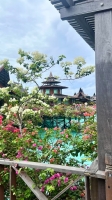 小米175的照片