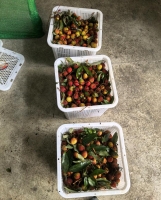 小羊绵绵冰的照片