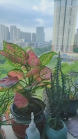 张先生6606的照片