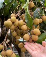 觊觎美色的照片