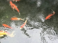 Janos的照片