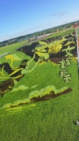开奔驰偷葱的照片