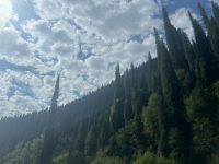 翱翔的蓝鲸的照片