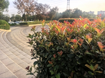 画眉0102的照片