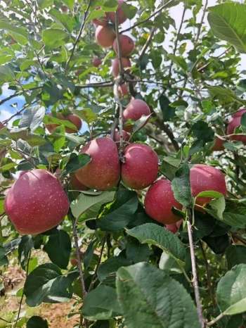 w王果果的照片
