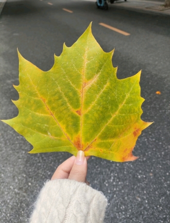 橘子树上的葡萄的照片