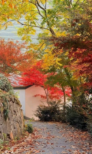 国富论Estelle的照片