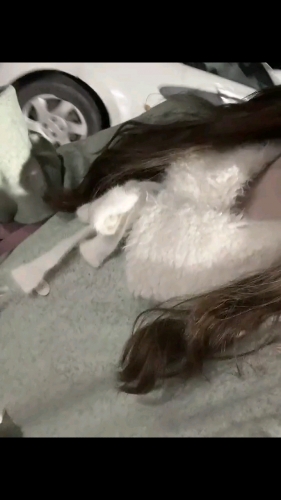 99多蓝玫瑰的照片