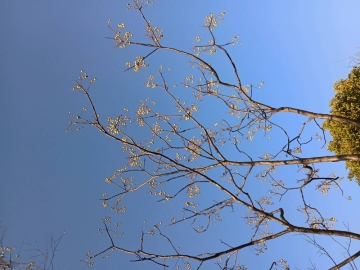 星星亮了的照片