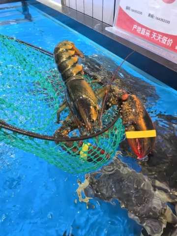 AAA苏妲己的照片
