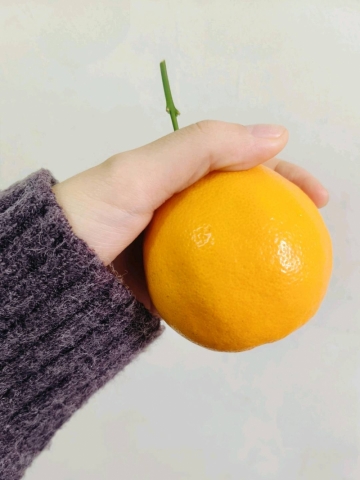 橘子树上的葡萄的照片