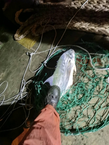 海牙的照片