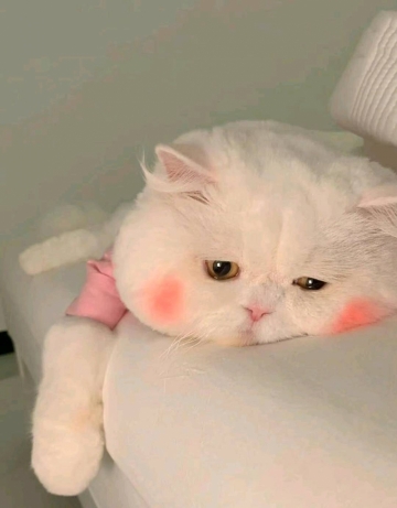 小孩的世界你不懂的照片