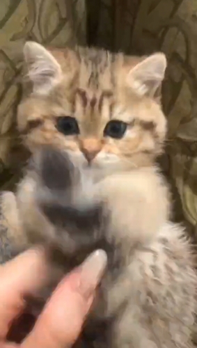 甜甜雪梨糕的照片