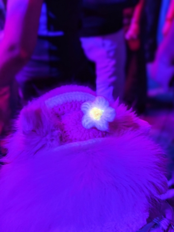 海归钢琴老师的照片