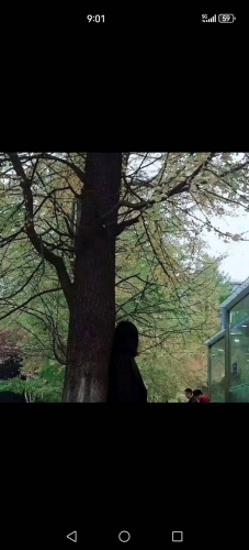 草莓小星球的照片
