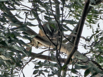 海归钢琴老师的照片