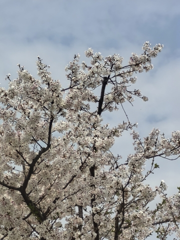 海归钢琴老师的照片