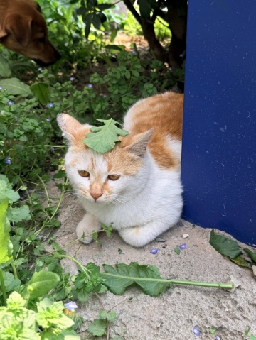 橘子树上的葡萄的照片