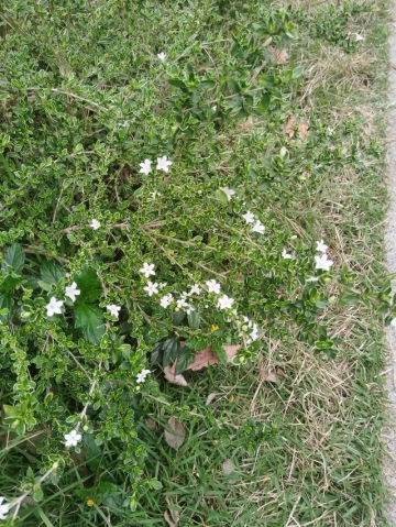 快乐小象的照片