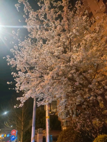 我的一帘幽梦的照片