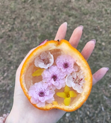 蝴.蝶的照片