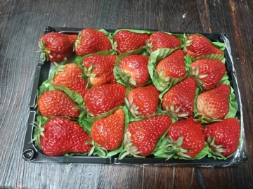草莓888的照片