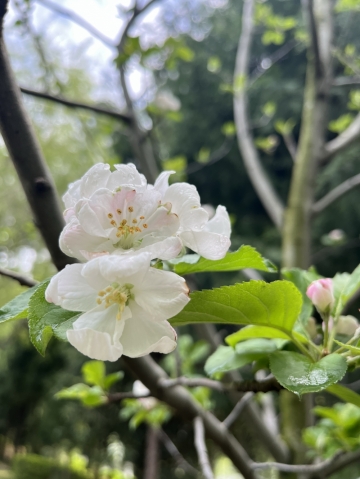 傻大叔的照片