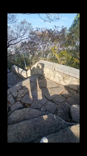 橘子树上的葡萄的照片