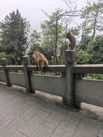 狐狸糊涂的照片