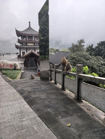 狐狸糊涂的照片